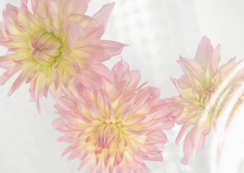 无人,横图,俯视,室内,特写,白天,三朵,朦胧,模糊,盛开,花蕾,花,花瓣,花朵,鲜花,粉色,花苞,花蕊,彩图,高角度拍摄