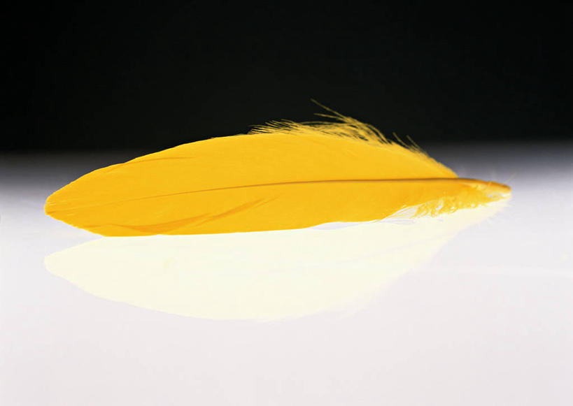 无人,横图,俯视,室内,特写,白天,静物,羽毛,一根,黑色背景,轻盈,柔软,黄色,摄影,影棚,轻柔,彩图,高角度拍摄,影棚拍摄,拍摄