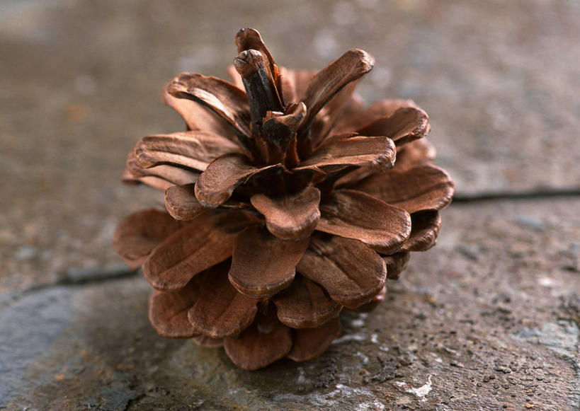 无人,横图,俯视,室内,特写,白天,石头,阴影,朦胧,模糊,反射,石子,影子,坚果,果实,松果,一个,干果,单个,松塔,石块,岩石,彩图,高角度拍摄