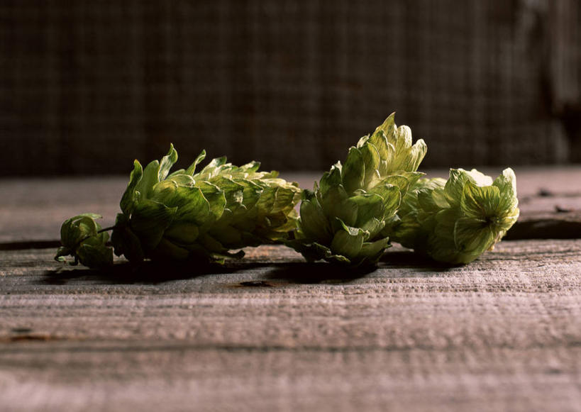 无人,横图,室内,特写,白天,正面,地板,阴影,朦胧,模糊,反射,影子,啤酒花,地面,木地板,三个,绿色,酒花,忽布,蛇麻花,酵母花,彩图