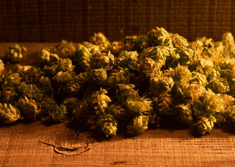 无人,横图,俯视,室内,特写,白天,桌面,桌子,一堆,许多,堆叠,堆积,木制,啤酒花,很多,木制品,堆,酒花,忽布,蛇麻花,酵母花,彩图,高角度拍摄