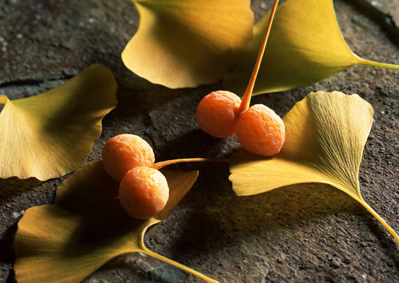 无人,横图,俯视,室内,特写,白天,石头,植物,叶子,阴影,朦胧,模糊,反射,石子,影子,坚果,草药,药草,中药,树叶,干果,银杏叶,药材,中草药,中药材,本草,白果叶,叶片,石块,岩石,银杏,白果,彩图,高角度拍摄