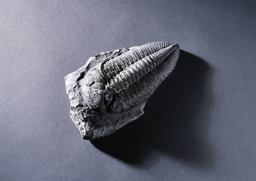 无人,横图,俯视,室内,特写,白天,石头,静物,阴影,灰色背景,遗迹,反射,化石,三叶虫,石子,影子,动物,摄影,影棚,节肢动物,灭尽,灭绝,史前生物,遗体,古生物,石块,岩石,彩图,高角度拍摄,影棚拍摄,拍摄