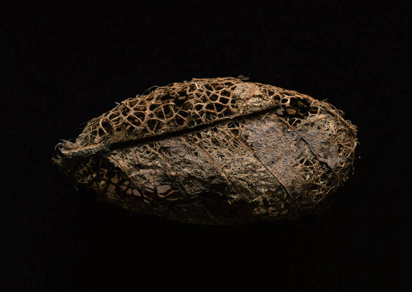 无人,横图,俯视,室内,特写,白天,蝴蝶,静物,阴影,黑色背景,反射,昆虫,影子,动物,摄影,茧,影棚,益虫,彩图,高角度拍摄,影棚拍摄,拍摄