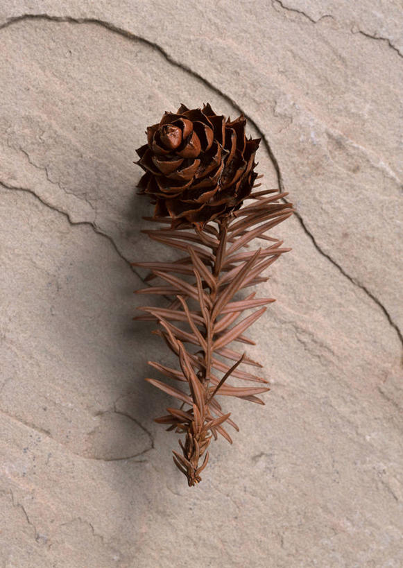 无人,竖图,俯视,室内,特写,白天,植物,地板,静物,坚果,果实,松果,枝条,地面,木地板,树,树木,树枝,一个,干果,单个,松塔,虬枝,枝杈,彩图,高角度拍摄