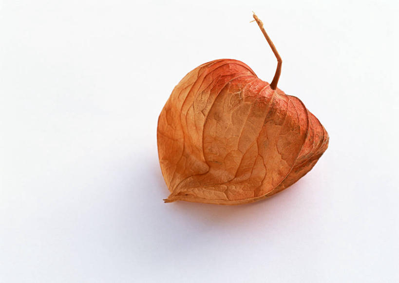 无人,横图,俯视,室内,特写,白天,白色背景,浆果,水果,阴影,新鲜,反射,影子,灯笼果,鹅莓,生食,食品,果实,食物,一个,橙色,摄影,有机食品,绿色食品,影棚,单个,秘鲁苦蘵,小果酸浆,醋栗,彩图,高角度拍摄,影棚拍摄,拍摄