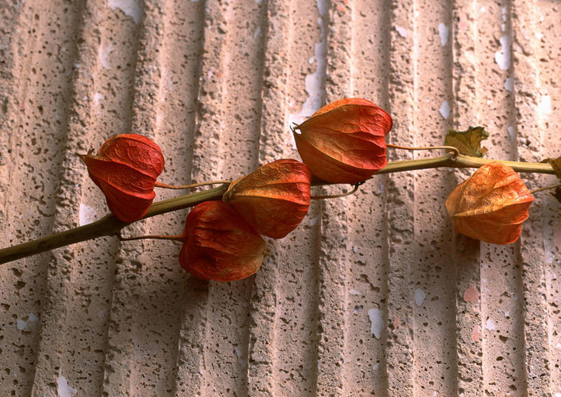 无人,横图,俯视,室内,特写,白天,石头,植物,浆果,水果,五个,许多,新鲜,石子,灯笼果,鹅莓,生食,食品,果实,枝条,树,树木,树枝,食物,橙色,有机食品,绿色食品,虬枝,枝杈,秘鲁苦蘵,小果酸浆,石块,岩石,醋栗,彩图,高角度拍摄