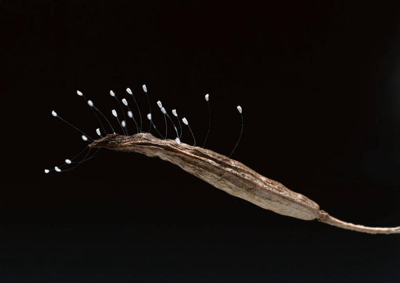 无人,横图,俯视,室内,特写,白天,黑色背景,昆虫,动物,精子,摄影,影棚,卵子,益虫,卵细胞,生殖细胞,单倍体生殖细胞,雄配子,雄性生殖细胞,雄性细胞,彩图,高角度拍摄,影棚拍摄,拍摄