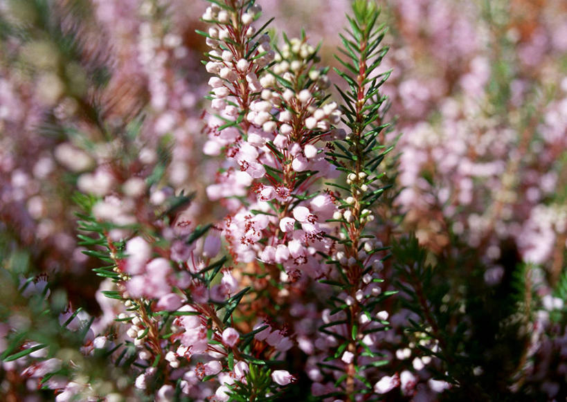 无人,横图,室外,特写,白天,正面,爱情,幸福,美景,叶子,阴影,朦胧,模糊,盛开,光线,影子,景观,粉红色,绿叶,粉红,浪漫,花蕾,花,花瓣,花朵,鲜花,粉色,阳光,自然,花苞,花蕊,健康,嫩叶,景色,可爱,活泼,青春,满足,甜美,庄重,时髦,自然风光,温柔,纯真,威严,扇骨木,石南,石南花,石楠,石楠花,春花欧石楠,冬欧石楠,欧石楠,孤独,叶,叶片,彩图
