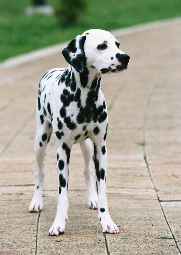 无人,站,竖图,室外,白天,正面,草地,草坪,植物,道路,路,宠物,狗,阴影,朦胧,模糊,光线,影子,小路,斑点狗,达尔马提亚狗,大麦町犬,交通,注视,草,一只,绿色,白色,黑色,阳光,动物,观察,看,站着,可爱,观看,察看,关注,忠诚,斑点犬,犬,站立,彩图,全身