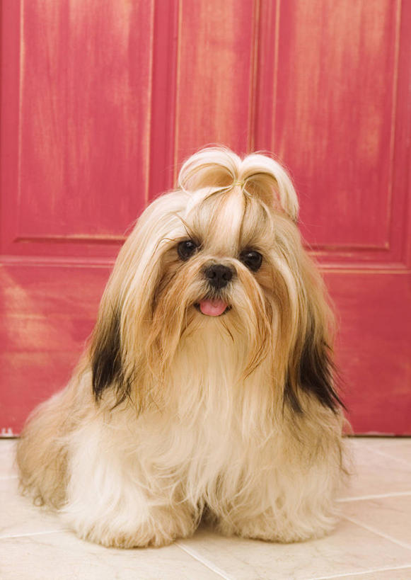 无人,站,竖图,室内,特写,白天,正面,柜子,宠物,狗,墙,储物柜,注视,北京犬,狮子狗,吐舌头,墙壁,墙面,一只,动物,观察,看,伸舌头,站着,吐舌,可爱,观看,察看,储存,关注,忠诚,北京宫廷犬,京巴,储备,蕴藏,贮备,犬,抬头,仰头,站立,彩图,全身,贮存