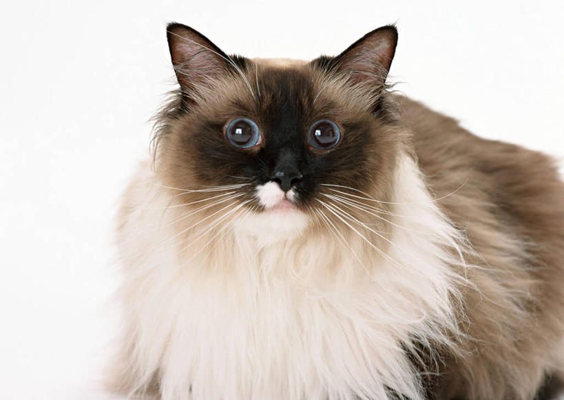 无人,坐,横图,室内,特写,白天,白色背景,正面,宠物,猫,暹罗猫,棕色,注视,一只,灰色,动物,观察,看,可爱,摄影,影棚,观看,察看,关注,猫咪,泰国猫,西母猫,坐着,半身,彩图,影棚拍摄,拍摄