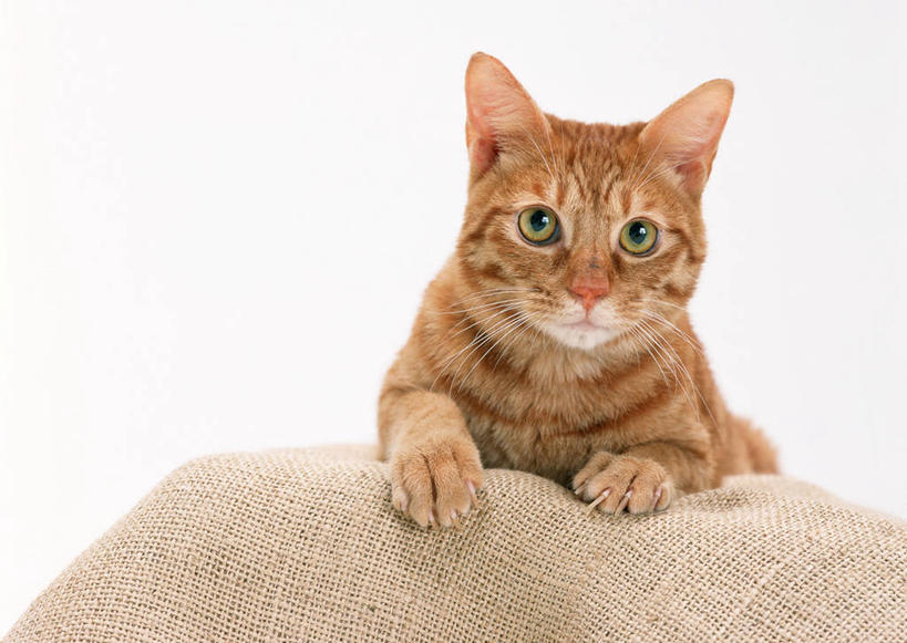 无人,横图,室内,特写,白天,白色背景,正面,宠物,猫,纺织品,阴影,条纹,装饰,反射,毛毯,毯子,影子,注视,纺织,一只,动物,垫子,观察,看,趴着,温暖,橙色,可爱,摄影,影棚,观看,华丽,修饰,点缀,察看,关注,猫咪,衬托,美观,雅致,雅观,日本短尾猫,日本截尾猫,趴,半身,彩图,影棚拍摄,拍摄