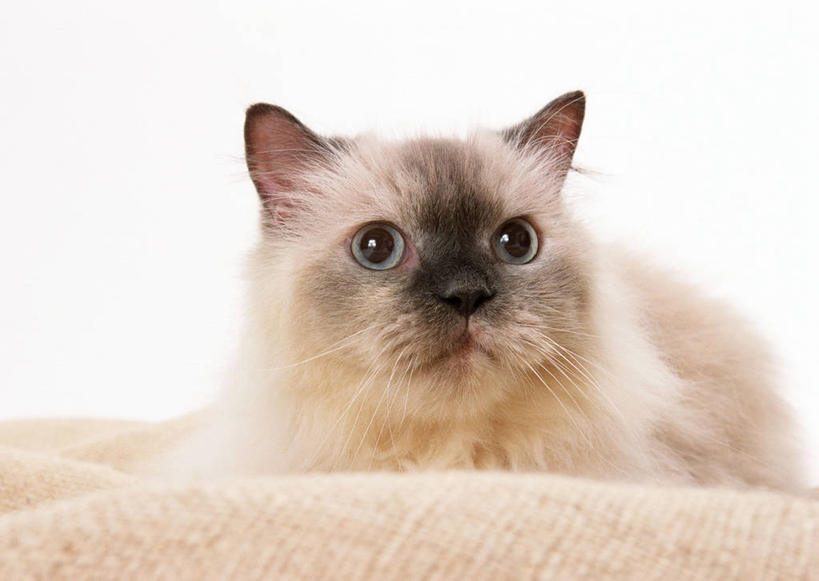 无人,横图,室内,特写,白天,白色背景,正面,宠物,猫,纺织品,阴影,装饰,编织,反射,暹罗猫,毛毯,毯子,影子,手工艺品,棕色,织物,注视,纺织,一只,灰色,动物,工艺品,垫子,观察,看,趴着,温暖,可爱,摄影,影棚,观看,华丽,修饰,点缀,察看,关注,猫咪,衬托,美观,雅致,雅观,泰国猫,西母猫,壁毯,挂毯,趴,半身,彩图,影棚拍摄,拍摄