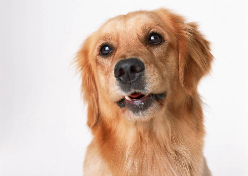 头,无人,横图,室内,特写,白天,白色背景,正面,宠物,狗,棕色,注视,金毛犬,一只,动物,观察,看,可爱,摄影,影棚,金毛,观看,察看,金毛猎犬,关注,寻回犬,金毛寻回犬,忠诚,金毛狗,金毛寻回狗,寻回狗,头部,犬,半身,彩图,影棚拍摄,拍摄