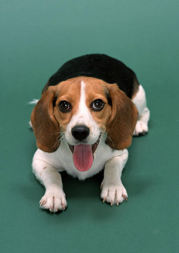 无人,竖图,俯视,室内,白天,宠物,狗,绿色背景,阴影,反射,影子,棕色,猎兔犬,注视,一只,红色,白色,动物,观察,看,趴着,可爱,摄影,比格犬,影棚,观看,察看,关注,忠诚,米格鲁猎兔犬,贝高狗,贝高犬,比格狗,猎兔狗,舌头,犬,趴,抬头,仰头,彩图,高角度拍摄,全身,影棚拍摄,拍摄