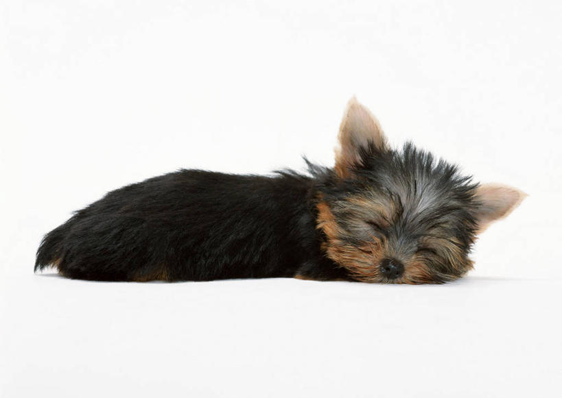 无人,闭眼,睡,横图,室内,白天,白色背景,侧面,宠物,狗,约克夏,梗犬,约克夏狗,一只,黑色,灰色,动物,趴着,可爱,摄影,影棚,忠诚,约克郡犬,约克夏梗,约瑟犬,约克夏梗犬,犬,闭眼睛,闭着眼,闭着眼睛,困,困觉,趴,寝息,睡觉,彩图,全身,影棚拍摄,拍摄