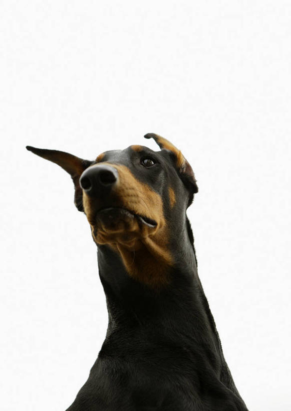 头,无人,坐,竖图,室内,特写,白天,白色背景,正面,宠物,狗,注视,一只,黑色,动物,观察,看,可爱,摄影,影棚,观看,察看,关注,杜宾犬,忠诚,笃宾狗,笃宾犬,杜宾狗,头部,犬,坐着,半身,彩图,影棚拍摄,拍摄