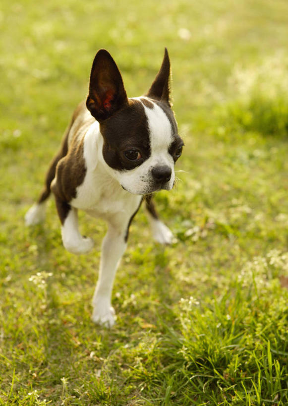 无人,竖图,俯视,室外,白天,草地,草坪,植物,宠物,狗,奔驰,阴影,光线,影子,梗犬,注视,波士顿犬,草,一只,绿色,白色,黑色,阳光,动物,奔跑,观察,看,可爱,观看,察看,关注,波士顿狗,忠诚,波士顿更,波士顿梗,波士顿梗犬,犬,彩图,高角度拍摄,全身