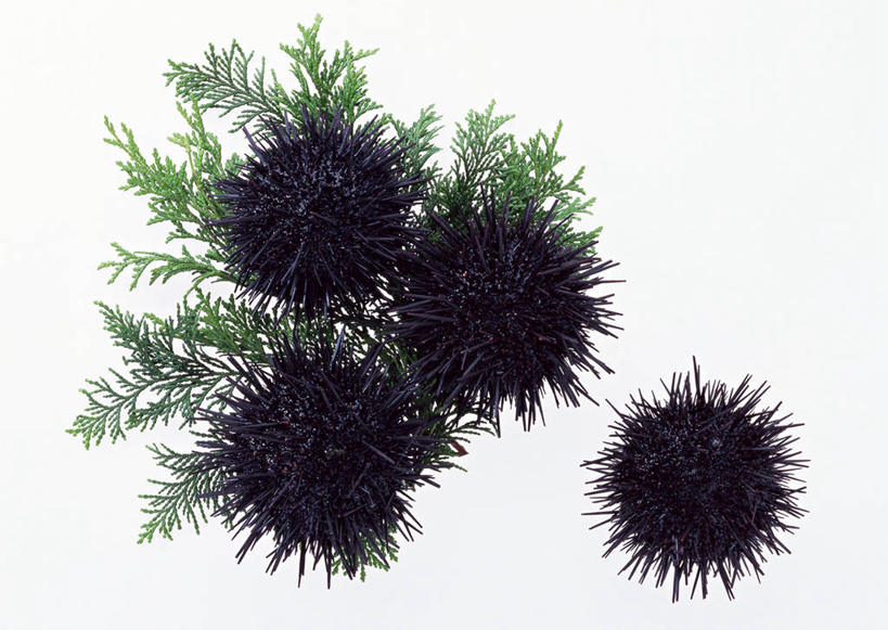 海鲜,无人,横图,室内,特写,白天,白色背景,正面,海胆,叶子,绿叶,水产,海洋生物,黑色,四个,嫩叶,摄影,影棚,水生动物,海产品,水生物,海底动物,刺锅子,海刺猬,叶,叶片,彩图,全身,影棚拍摄,拍摄