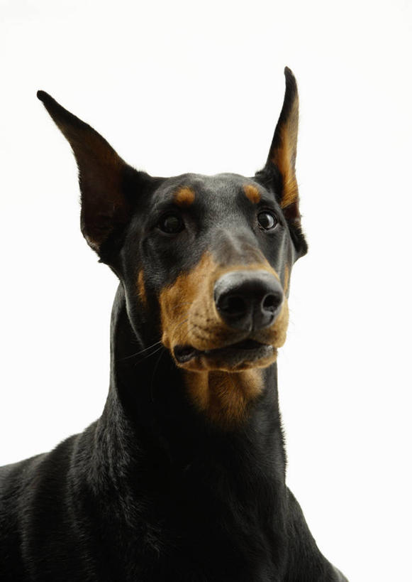 头,无人,坐,竖图,室内,特写,白天,白色背景,正面,宠物,狗,注视,一只,黑色,动物,观察,看,可爱,摄影,影棚,观看,察看,关注,杜宾犬,忠诚,笃宾狗,笃宾犬,杜宾狗,头部,犬,坐着,半身,彩图,影棚拍摄,拍摄