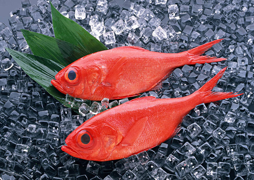 海鲜,无人,横图,俯视,室内,特写,白天,植物,叶子,两条,一堆,许多,阴影,堆叠,堆积,黑色背景,反射,纹理,影子,冰,冰块,绿叶,很多,鲷鱼,冷冻,水产,海洋生物,红色,绿色,嫩叶,寒冷,摄影,影棚,冷藏,堆,鲷,加吉鱼,金眼鲷,铜盆鱼,冰冷,水生动物,海产品,水生物,海底动物,肌理,班加吉,加真鲷,保鲜,叶,叶片,叶脉,彩图,高角度拍摄,全身,影棚拍摄,拍摄