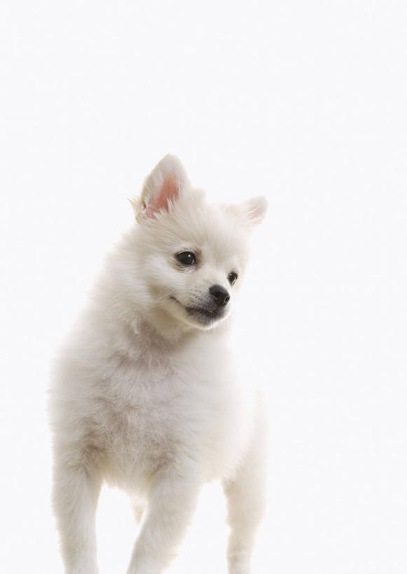 无人,站,竖图,室内,特写,白天,白色背景,正面,宠物,狗,扭头,注视,博美犬,松鼠犬,一只,白色,动物,观察,看,站着,转头,可爱,摄影,影棚,观看,察看,关注,忠诚,波美拉尼亚犬,博美狗,犬,站立,半身,彩图,影棚拍摄,拍摄