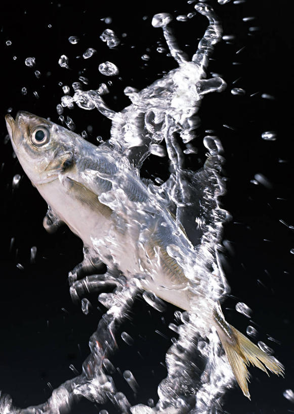 海鲜,无人,竖图,室内,特写,白天,侧面,一条,阴影,飞溅,黑色背景,溅,反射,液体,影子,水滴,鲭鱼,水产,海洋生物,水珠,摄影,影棚,花池鱼,花鲱,花鳀,青花鱼,鲐鲅鱼,油胴鱼,喷洒,水生动物,海产品,水生物,海底动物,彩图,全身,影棚拍摄,拍摄