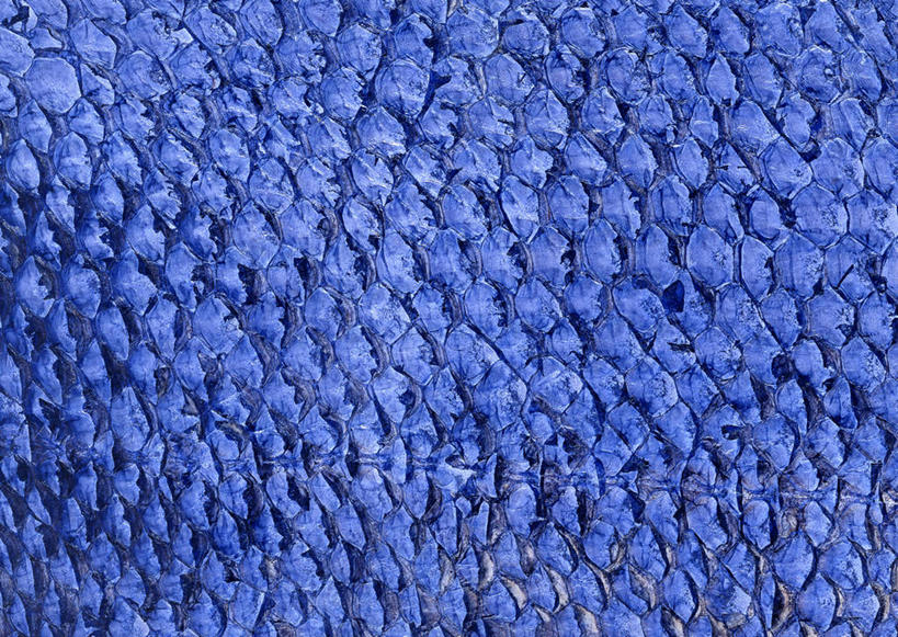 无人,横图,室内,特写,白天,正面,静物,一块,装饰,透明,纹路,纹理,皮,皮革,蓝色,温暖,皮肤,保暖,华丽,点缀,御寒,鱼皮,肌理,衬托,美观,雅致,雅观,理智,沉静,冷色,高深,冷淡,彩图,鱼皮革