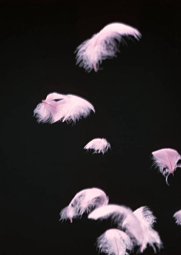 无人,竖图,室内,特写,白天,正面,静物,羽毛,许多,黑色背景,漂浮,轻盈,柔软,飘扬,飘落,粉色,摄影,影棚,下沉,降落,轻柔,飘零,彩图,影棚拍摄,拍摄