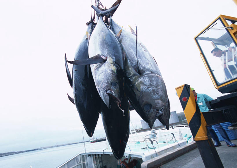 海鲜,无人,横图,室外,白天,仰视,技术,河流,水,建筑,吊挂,悬挂,鱼,河水,水流,挂,设备,水产,鱼类,海洋生物,施工,四条,机械,起重机,死亡,工程,水生动物,海产品,水生物,海底动物,殒命,灭亡,彩图,低角度拍摄,全身