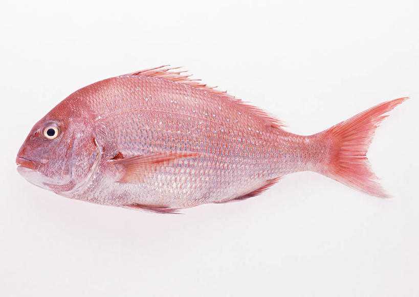 海鲜,无人,横图,室内,特写,白天,白色背景,正面,一条,阴影,反射,影子,鲷鱼,水产,海洋生物,摄影,影棚,鲷,加吉鱼,铜盆鱼,真鲷,死亡,水生动物,海产品,水生物,红鲷,海底动物,班加吉,加真鲷,红加吉,殒命,灭亡,彩图,全身,影棚拍摄,拍摄