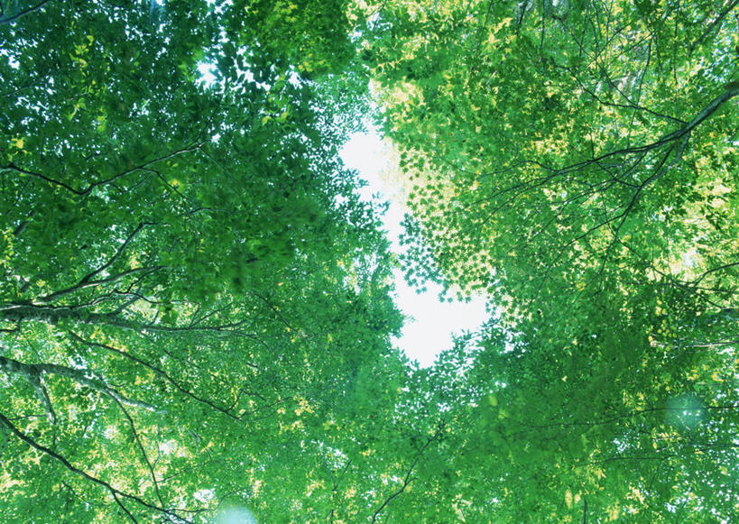 无人,横图,室外,白天,仰视,旅游,度假,美景,树林,植物,叶子,日本,亚洲,景观,绿叶,枝条,娱乐,树,树木,树枝,绿色,自然,享受,休闲,嫩叶,景色,放松,生长,成长,自然风光,东亚,本州,本州岛,日本国,东北地方,福岛,福岛县,虬枝,枝杈,叶,叶片,彩图,低角度拍摄,北盐原村,耶麻郡