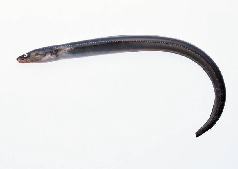 无人,横图,俯视,室内,特写,白天,白色背景,哺乳动物,一条,阴影,曲折,弯曲,反射,影子,海洋生物,摄影,蜿蜒,影棚,死亡,水生动物,水生物,海底动物,殒命,灭亡,海鳝,沙鳗,星鳗,彩图,高角度拍摄,全身,影棚拍摄,拍摄