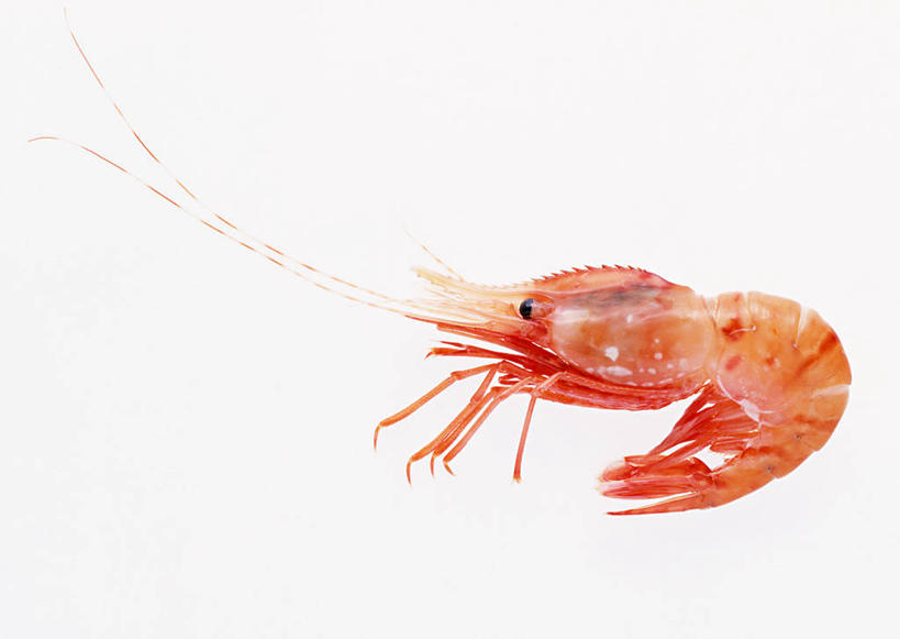无人,横图,俯视,室内,特写,白天,白色背景,阴影,反射,影子,虾,一只,红色,摄影,影棚,死亡,斑节对虾,斑节虾,殒命,日本对虾,竹节虾,灭亡,彩图,高角度拍摄,全身,影棚拍摄,拍摄