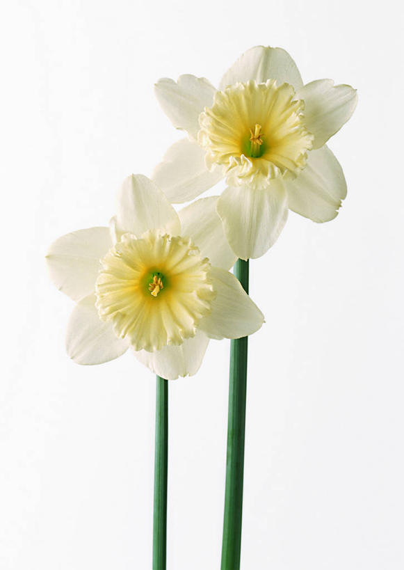 无人,竖图,室内,特写,白天,白色背景,正面,爱情,陶醉,水仙花,阴影,盛开,反射,影子,花蕾,花,花瓣,花朵,鲜花,白色,花苞,花蕊,摄影,影棚,两支,记忆,金盏银台,玉玲珑,女史花,雅蒜,天蒜,敬意,自恋,凌波仙子,水仙,天葱,彩图,影棚拍摄,拍摄