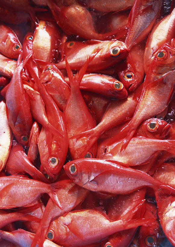 海鲜,三文鱼,无人,竖图,俯视,室内,特写,白天,购物,兴奋,热情,消费,鲑鱼,一堆,许多,阴影,堆叠,堆积,反射,影子,集市,市场,开放,水产,海洋生物,红色,健康,温暖,奔放,活力,积极,激情,金融,朝气,堆,暖色,大马哈鱼,死亡,吉祥,生命,水生动物,海产品,水生物,饱满,选购,贸易,海底动物,撒蒙鱼,萨门鱼,冰海之皇,鲑,马哈鱼,麻哈鱼,大麻哈鱼,革命,殒命,灭亡,热烈,赤色,充实,斗志,喜气,主动,银大麻哈鱼,彩图,高角度拍摄,欢乐,鱼市