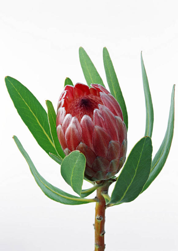 无人,竖图,俯视,室内,特写,白天,白色背景,叶子,阴影,盛开,反射,影子,绿叶,花蕾,花,花瓣,花朵,鲜花,粉色,花苞,花蕊,嫩叶,摄影,影棚,一支,山龙眼,黄豆树,叶,叶片,彩图,高角度拍摄,影棚拍摄,拍摄,大力王,海神花