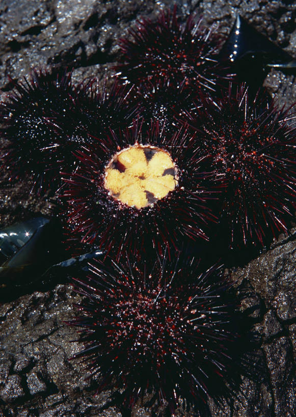 海鲜,无人,竖图,俯视,室内,特写,白天,海胆,阴影,朦胧,模糊,反射,纹路,纹理,影子,水产,海洋生物,黄色,黑色,水生动物,海产品,水生物,海底动物,肌理,刺锅子,海刺猬,彩图,高角度拍摄