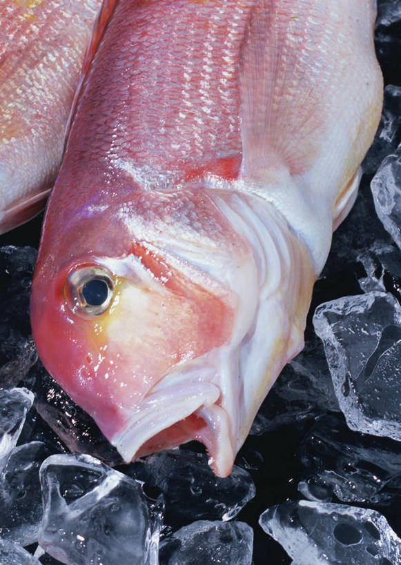 无人,竖图,俯视,室内,特写,白天,两条,阴影,黑色背景,反射,影子,冰,冰块,鲷鱼,冷冻,寒冷,摄影,影棚,冷藏,鲷,加吉鱼,铜盆鱼,真鲷,死亡,冰冷,红鲷,班加吉,加真鲷,保鲜,红加吉,殒命,灭亡,彩图,高角度拍摄,影棚拍摄,拍摄