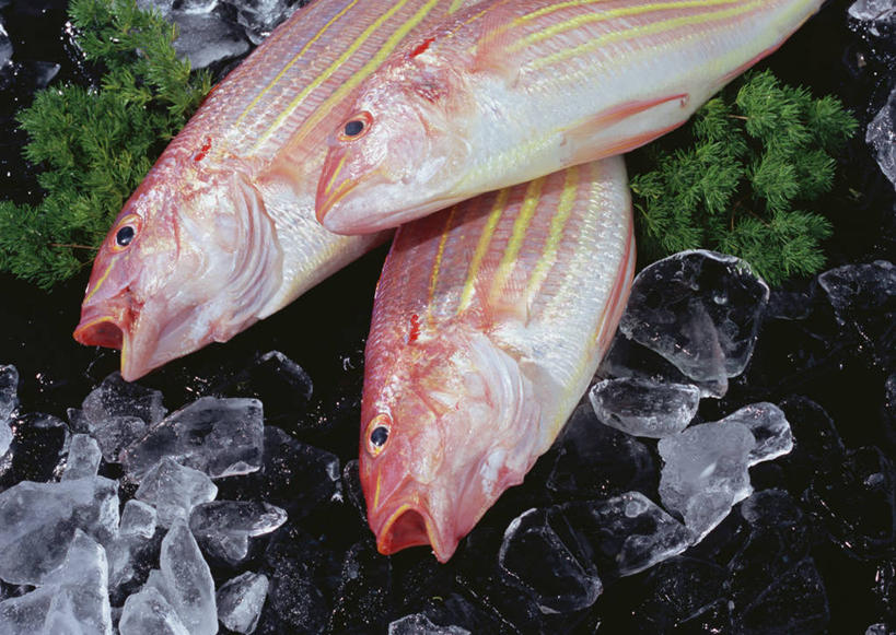 海鲜,无人,横图,俯视,室内,特写,白天,叶子,阴影,黑色背景,反射,影子,冰,冰块,绿叶,鲷鱼,冷冻,水产,海洋生物,嫩叶,寒冷,摄影,影棚,三条,冷藏,鲷,加吉鱼,金眼鲷,铜盆鱼,死亡,冰冷,水生动物,海产品,水生物,海底动物,班加吉,加真鲷,保鲜,殒命,灭亡,叶,叶片,半身,彩图,高角度拍摄,影棚拍摄,拍摄