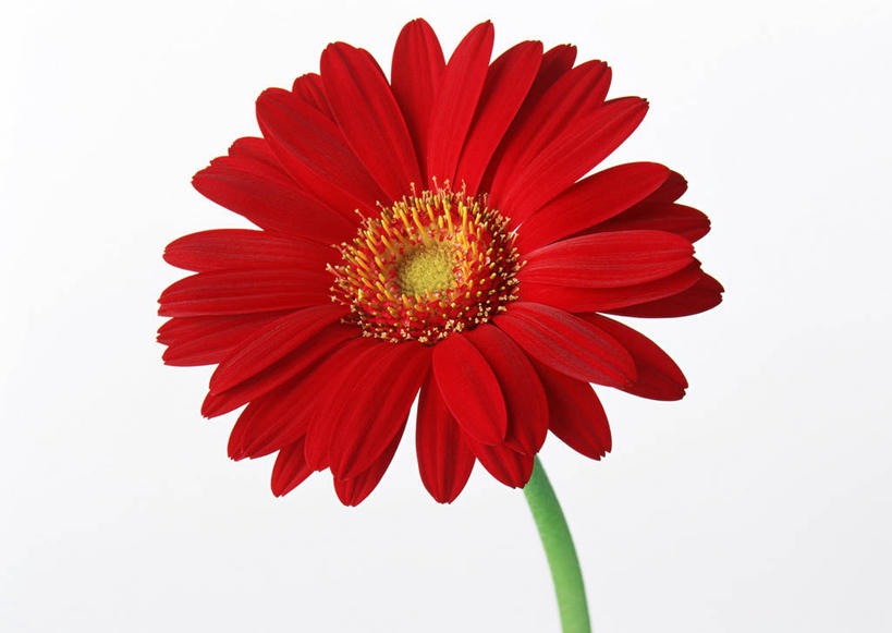 无人,横图,室内,特写,白天,白色背景,正面,盛开,非洲菊,花蕾,花,花瓣,花朵,鲜花,一朵,红色,花苞,花蕊,菊花,摄影,影棚,扶郎花,灯盏花,千日菊,彩图,影棚拍摄,拍摄