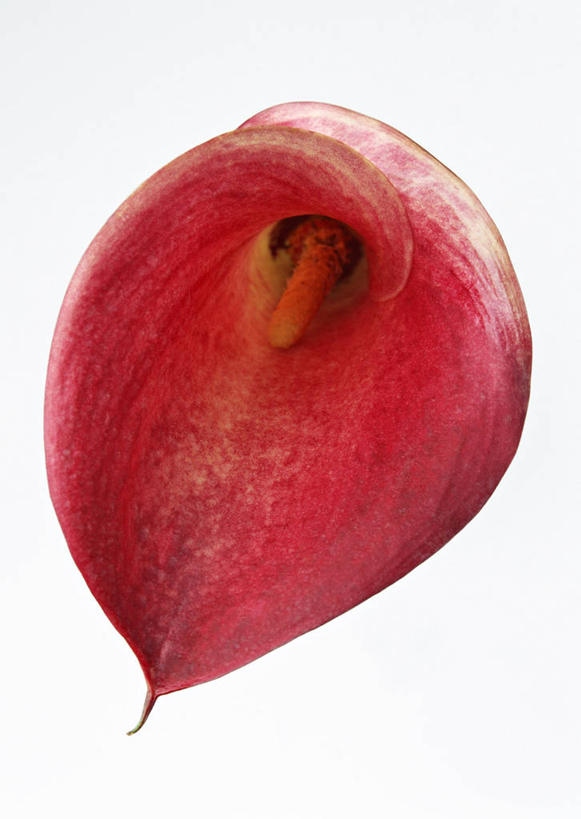 无人,竖图,室内,特写,白天,白色背景,正面,纯洁,马蹄莲,盛开,花蕾,花,花瓣,花朵,鲜花,虔诚,一朵,红色,花苞,花蕊,摄影,影棚,希望,优雅,高贵,纯净,马蹄兰,博爱,永恒,尊贵,高洁,慈菇花,圣洁,水芋,水芋马,彩图,影棚拍摄,拍摄