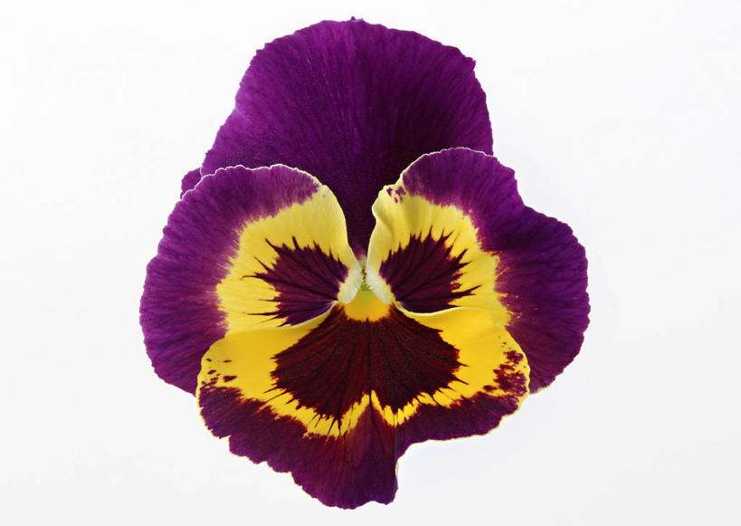 无人,横图,室内,特写,白天,白色背景,正面,快乐,盛开,三色堇,花蕾,花,花瓣,花朵,鲜花,一朵,黄色,紫色,蝴蝶花,花苞,花蕊,沉思,摄影,影棚,三色堇菜,人面花,猫脸花,阳蝶花,鬼脸花,猫儿脸,思念,彩图,影棚拍摄,拍摄