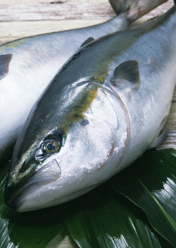 海鲜,无人,竖图,俯视,室内,特写,白天,植物,叶子,两条,鱼,纹理,绿叶,水产,鱼类,海洋生物,绿色,嫩叶,水生动物,海产品,水生物,海底动物,肌理,鰤,鰤鱼,叶,叶片,叶脉,半身,彩图,高角度拍摄