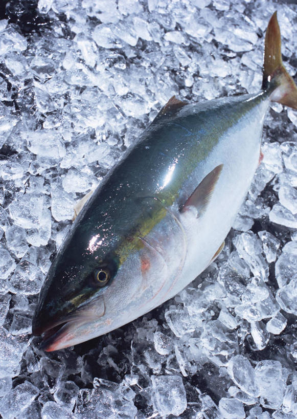 海鲜,无人,竖图,俯视,室内,特写,白天,一堆,一条,许多,堆叠,堆积,鱼,冰,冰块,很多,冷冻,水产,鱼类,海洋生物,寒冷,冷藏,堆,冰冷,水生动物,海产品,水生物,海底动物,保鲜,鰤,鰤鱼,彩图,高角度拍摄,全身