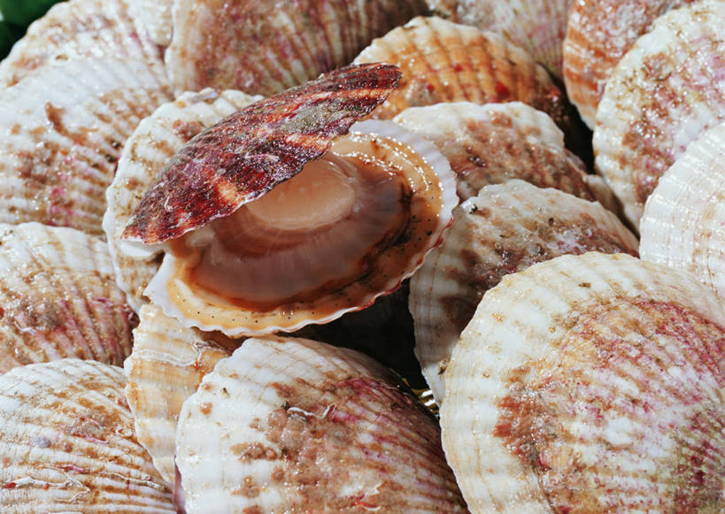 海鲜,无人,横图,俯视,室内,特写,白天,一排,许多,整齐,并列,并排,很多,扇贝,水产,海洋生物,排列,队列,水生动物,海产品,平行,水生物,海底动物,半身,彩图,高角度拍摄