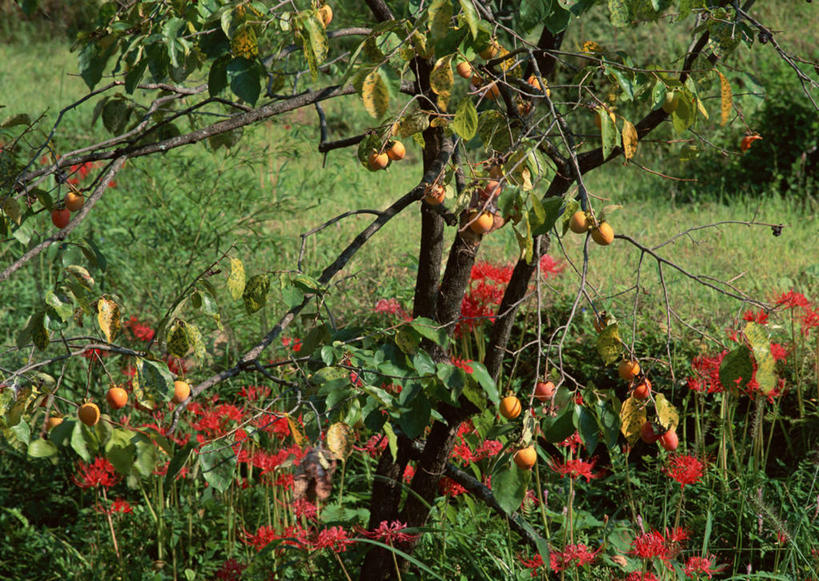 无人,横图,俯视,室外,白天,旅游,度假,草地,草坪,美景,植物,浆果,柿子,水果,长野县,日本,亚洲,新鲜,盛开,景观,生食,食品,果实,花蕾,娱乐,草,花,花瓣,花朵,鲜花,树,树木,食物,红色,绿色,自然,花苞,花蕊,享受,休闲,景色,放松,有机食品,绿色食品,生长,成长,自然风光,东亚,本州,本州岛,日本国,中部地方,长野,蜘蛛百合,笹蟹百合,螫蟹花,水鬼蕉,蜘蛛兰,天生丽质,彩图,高角度拍摄