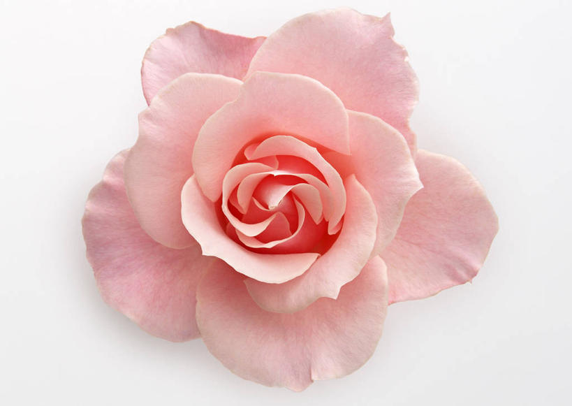 无人,横图,室内,特写,白天,白色背景,正面,爱情,幸福,纯洁,热情,玫瑰,盛开,玫瑰花,浪漫,花蕾,花,花瓣,花朵,鲜花,一朵,粉色,花苞,花蕊,温暖,温馨,恩爱,摄影,影棚,和睦,感动,粉玫瑰,尊敬,天真,刺玫花,徘徊花,彩图,影棚拍摄,拍摄,融洽