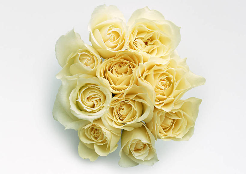 无人,横图,室内,特写,白天,白色背景,正面,爱情,幸福,纯洁,智慧,热情,玫瑰,许多,艺术,装饰,盛开,玫瑰花,很多,浪漫,花蕾,文化,黄玫瑰,花,花瓣,花朵,鲜花,黄色,插花,花苞,花蕊,温暖,温馨,恩爱,摄影,影棚,华丽,修饰,插花艺术,点缀,和睦,创造,创作,感动,想象,衬托,美观,雅致,雅观,尊敬,天真,刺玫花,徘徊花,彩图,影棚拍摄,拍摄,融洽